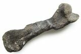 Theropod Dinosaur (Allosaurus) Metacarpal - Wyoming #353577-1